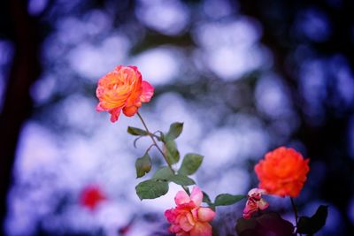 Close-up of red flowering plant