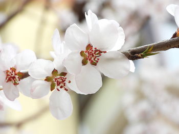 Close-up of white cherry blossom tree