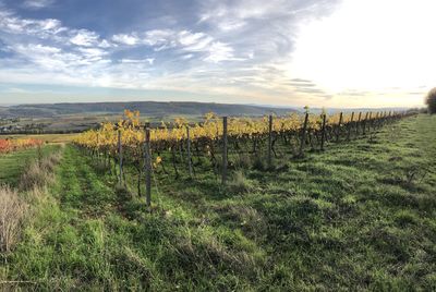 Scenic view of vineyard against sky