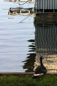 Swan swimming on lake