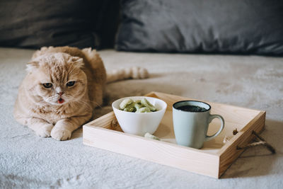 Cbd edibles, cbd-infused snacks, hemp wafers with cannabis. testy cbd snacks in bowl and cup of  tea 