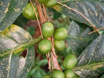 Green coffee beans in plantations in the magelang area which later will turn blackish red 