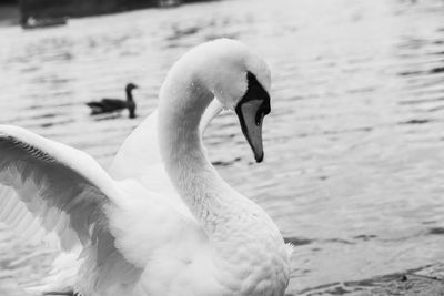 Close-up of swan swimming in lake