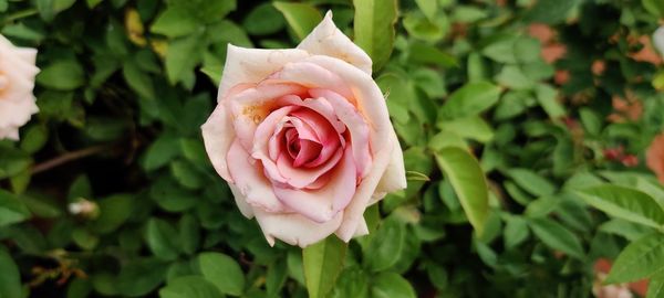 Close-up of pink rose