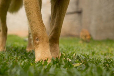 Low angle view of plants growing on field