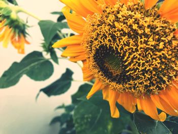 Close-up of sunflower