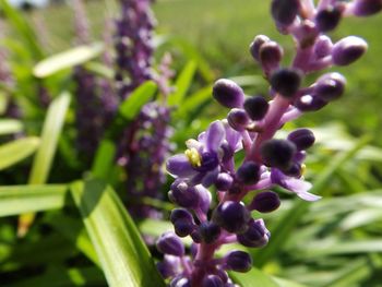 Close-up of purple flowers