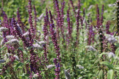 Close-up of purple flowering plants on field