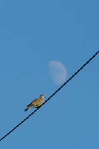 Low angle view of bird perching on cable against clear blue sky
