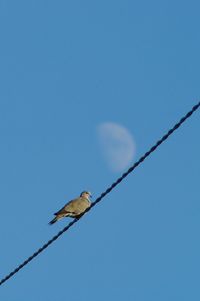 Low angle view of bird perching on cable against clear blue sky and moon