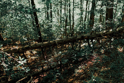 Trees and plants in forest