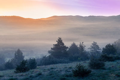 Trees on landscape against sky during sunset