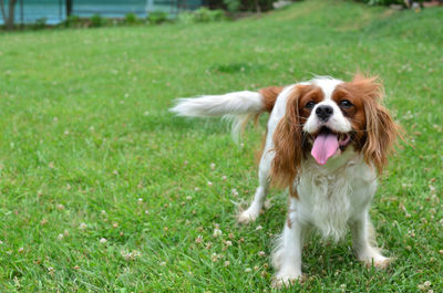 Adorable dog - cavalier king charles spaniel - standing on a garden lawn