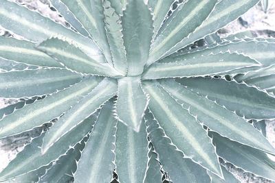 Full frame shot of succulent plant