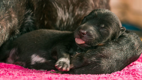 Close-up of puppy sleeping
