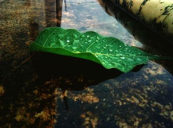 Close-up of raindrops on leaves