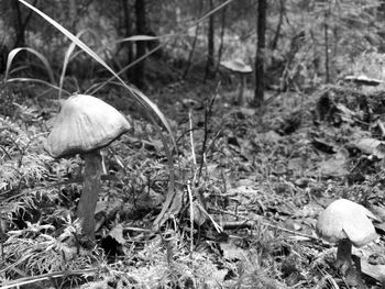 Close-up of mushroom growing in forest