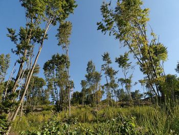 Low angle view of trees against clear sky