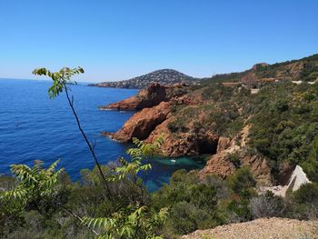 Plants by sea against clear blue sky