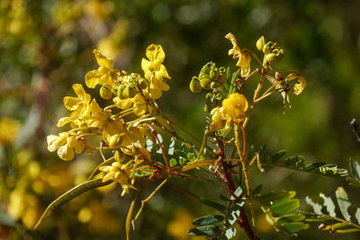 Close-up of yellow flowering plant