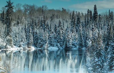 Frozen lake against trees at forest