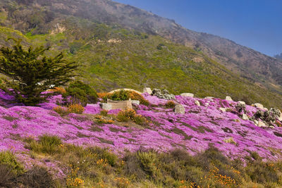 Purple flowering plants on field by mountains against sky