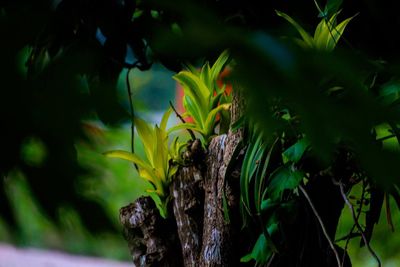 Close-up of tree trunk in forest