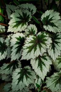 plant