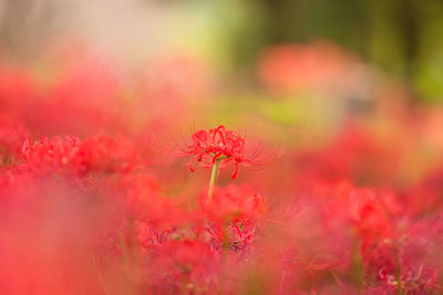 Close-up of red flowering plant on field