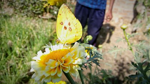 Close-up of butterfly on yellow flower