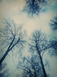 Low angle view of bare trees against sky