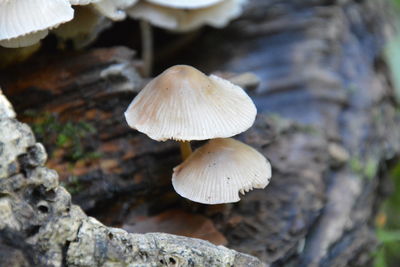 Close-up of mushrooms growing on land