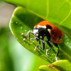 Close-up of insect on leaf