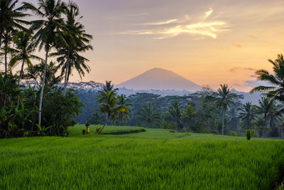 Scenic view of palm trees on field against sky