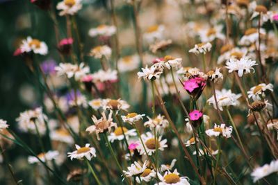 Close-up of white flowering plants on field