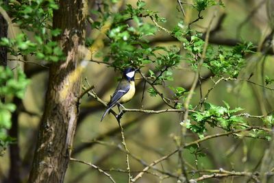 Bird perching on a tree