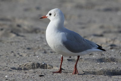 Close-up of seagull perching on sand