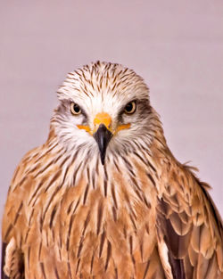 Close-up portrait of owl