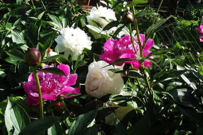 Close-up of pink flowering plant