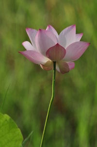 Close-up of pink flower blooming outdoors