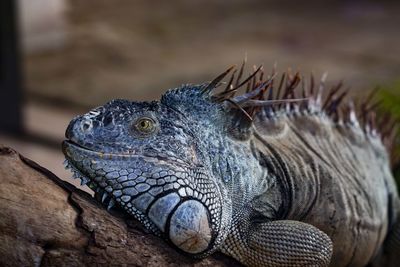 Close-up of a lizard