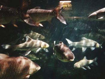 School of fish swimming in sea