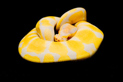 Close-up view of yellow eggs against black background