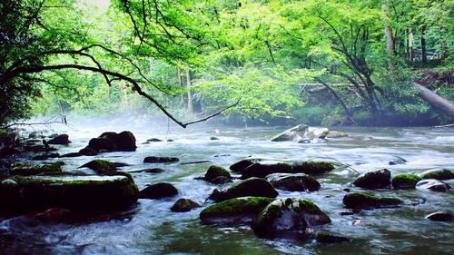 Scenic view of river in forest