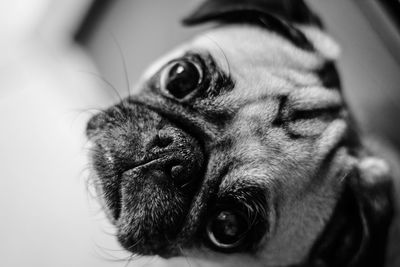 Close-up portrait of dog