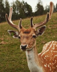 Close-up of deer on field