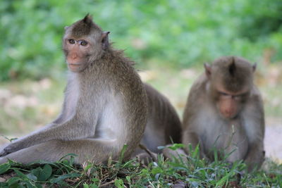 Close-up of monkey