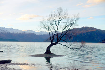 Bare tree by lake against sky during winter