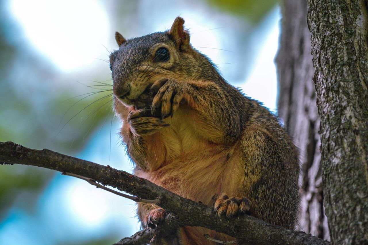 animal themes, one animal, animals in the wild, branch, wildlife, tree, low angle view, focus on foreground, squirrel, close-up, bird, perching, nature, looking away, tree trunk, day, bird of prey, outdoors, owl, forest