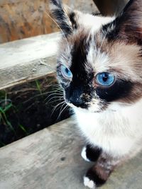 Close-up portrait of a cat